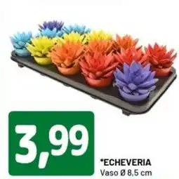 DPiù Echeveria offerta