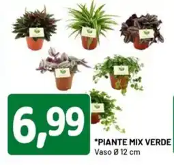DPiù Piante mix verde offerta