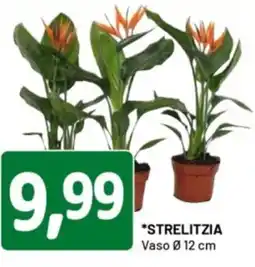 DPiù Strelitzia offerta