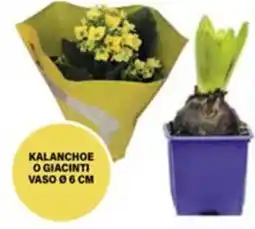 Il Gigante Kalanchoe o giacinti offerta