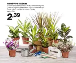 In'S Mercato Piante verdi assortite offerta