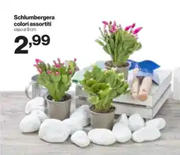 In'S Mercato Schlumbergera offerta
