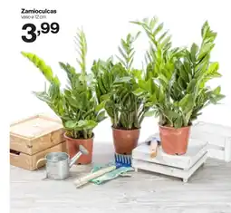 In'S Mercato Zamioculcas offerta