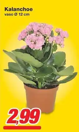 Prix Quality Kalanchoe offerta