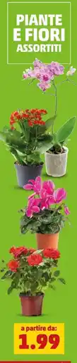 PENNY Piante e fiori assortiti offerta