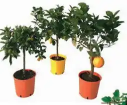 Conad Agrumi mix offerta