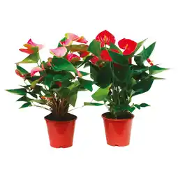 Ipercoop ANTHURIUM MIX offerta