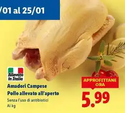 Lidl Amadori Campese Pollo allevato all'aperto offerta