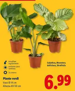 Lidl Piante verdi offerta