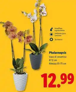 Lidl Phalaenopsis offerta