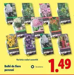 Lidl Bulbi da fiore perenni offerta