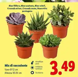 Lidl Mix di succulente offerta