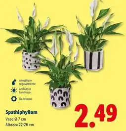 Lidl SPATHIPHYLLUM offerta