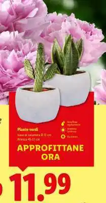 Lidl Piante verdi offerta