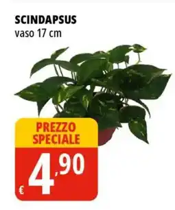 Tigros Scindapsus vaso 17 cm offerta
