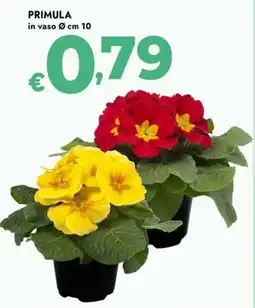 Bennet Primula offerta