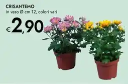Bennet Crisantemo offerta
