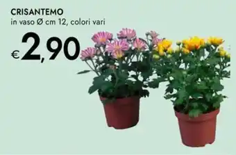 Bennet Crisantemo offerta