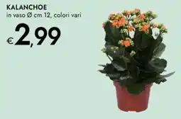 Bennet Kalanchoe offerta