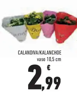 Conad Superstore Calandiva/kalanchoe offerta