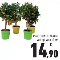 Conad Superstore Piante mini di agrumi offerta