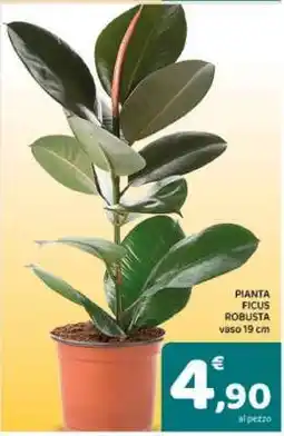 Conad PIANTA FICUS ROBUSTA offerta
