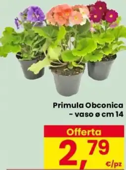 Despar Primula Obconica - vaso o cm 14 offerta