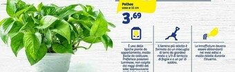 In'S Mercato Piante offerta