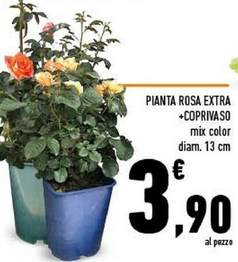 Conad Piante offerta