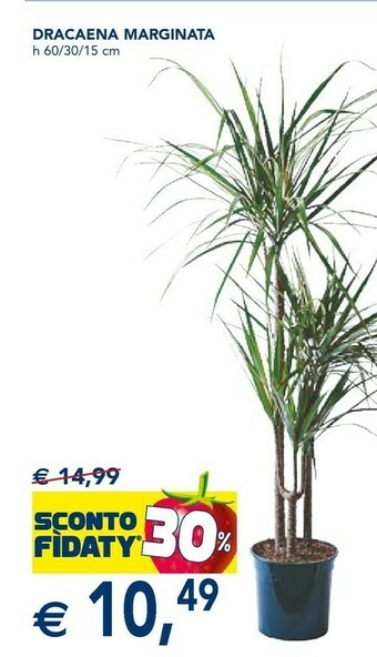 Esselunga Piante offerta