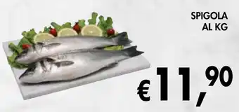 èccoMI Spigola offerta