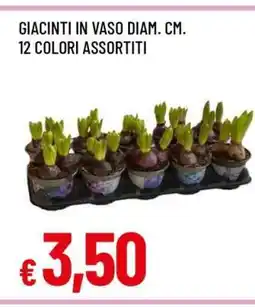 Famila GIACINTI IN VASO offerta