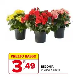 Iperal Begonia offerta