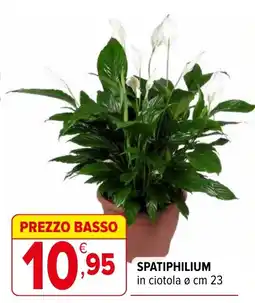Iperal Spatiphilium offerta
