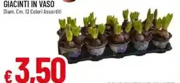 IperFamila Giacinti in vaso offerta