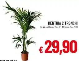 Galassia Kenthia 2 tronchi offerta