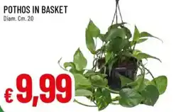 Galassia Pothos in basket offerta