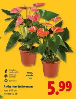 Lidl Anthurium Andreanum offerta