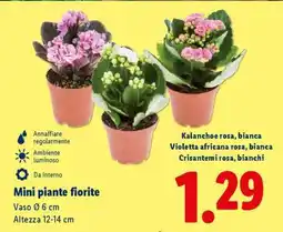 Lidl Mini piante fiorite offerta