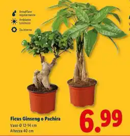 Lidl Ficus Ginseng o Pachira offerta