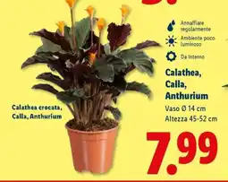 Lidl Calathea, Calla, Anthurium offerta