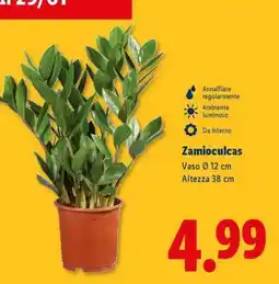 Lidl Zamioculcas offerta