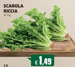 Sigma Scarola riccia offerta