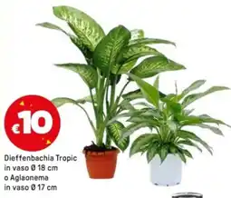 Iper La Grande Dieffenbachia Tropic in vaso 18 cm o Aglaonema in vaso 17 cm offerta