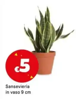 Iper La Grande Sansevieria in vaso 9 cm offerta