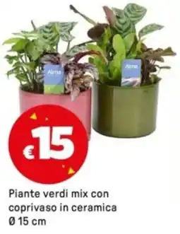 Iper La Grande Piante verdi mix con coprivaso in ceramica Ø15 cm offerta