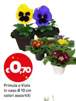 Iper La Grande Primula o Viola in vaso Ø10 cm offerta