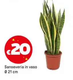 Iper La Grande Sanseveria in vaso Ø 21 cm offerta