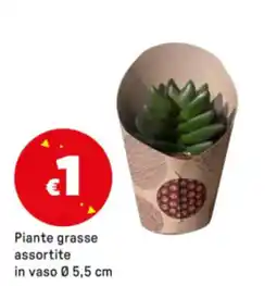 Iper La Grande Piante grasse in vaso Ø 5,5 cm offerta