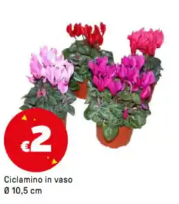 Iper La Grande Ciclamino in vaso Ø 10,5 cm offerta